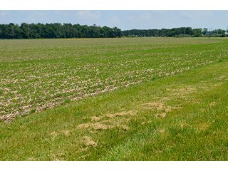 Property photo 39 - LAND AUCTION - 700+/- ACRES OFFERED IN 16 TRACTS IN ALLEN COUNTY, INDIANA